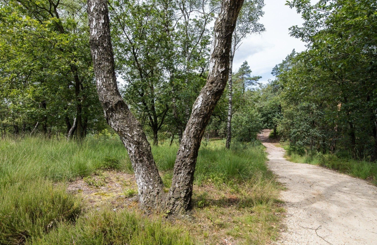 4 pwellness chalet hoenderloo veluwe hottube sauna 57