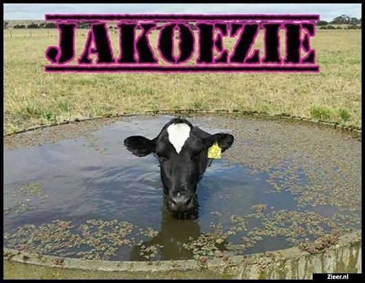 Accommodatie met jakoezie